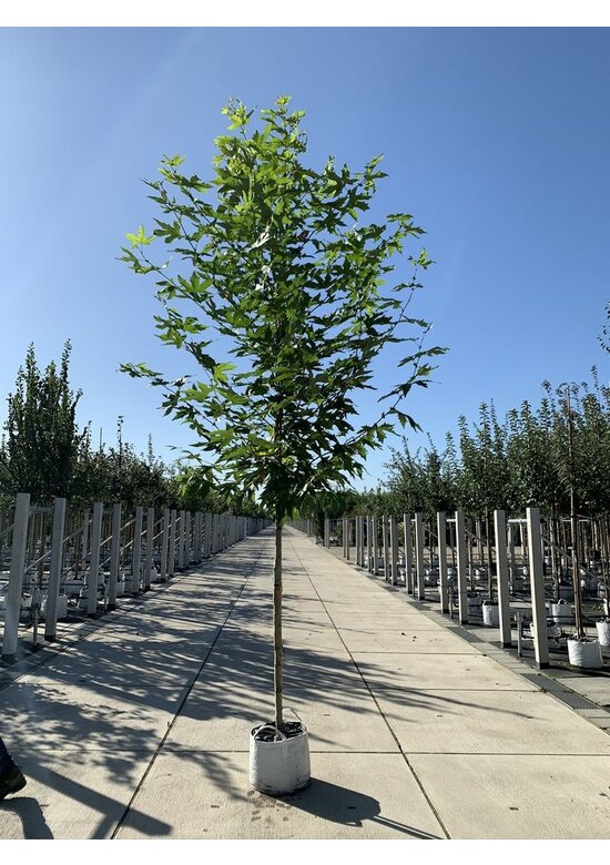 Orientalische Platane 'Minaret' | Platanus orientalis 'Minaret'