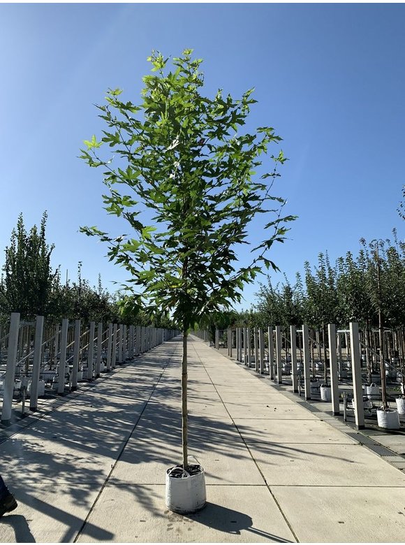 Orientalische Platane 'Minaret' | Platanus orientalis 'Minaret' Orientalische Platane 'Minaret' | Platanus orientalis 'Minaret'