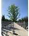 Orientalische Platane 'Minaret' | Platanus orientalis 'Minaret'