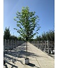 Orientalische Platane 'Minaret' | Platanus orientalis 'Minaret'