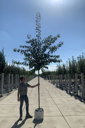 Vogelkirsche | Prunus avium