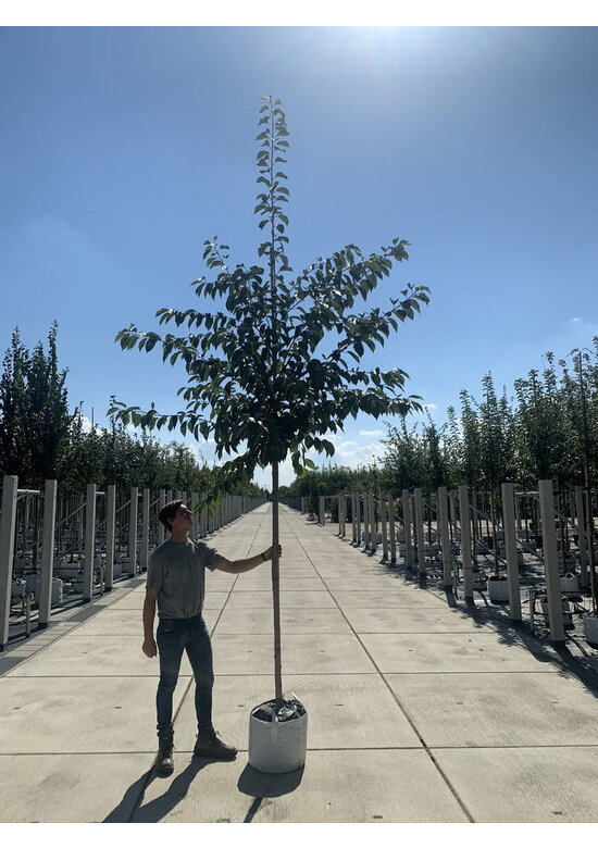 Vogelkirsche | Prunus avium