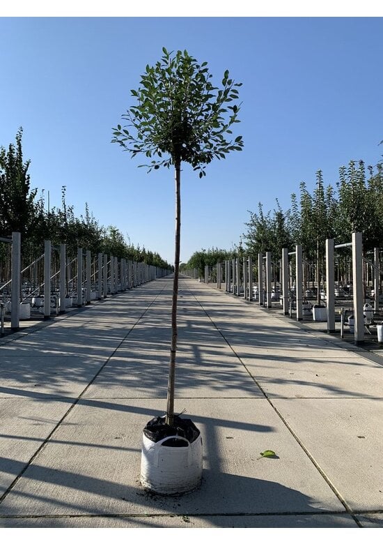 Kugelkirsche | Prunus eminens 'Umbraculifera'