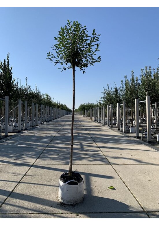 Kugelkirsche 'Umbraculifera' | Prunus eminens 'Umbraculifera'