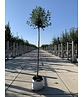 Kugelkirsche 'Umbraculifera' | Prunus eminens 'Umbraculifera' Kugelkirsche 'Umbraculifera' | Prunus eminens 'Umbraculifera'
