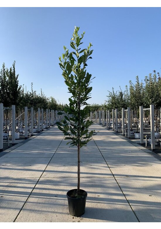 Kirschlorbeer Hochstamm | Prunus laurocerasus 'Novita'