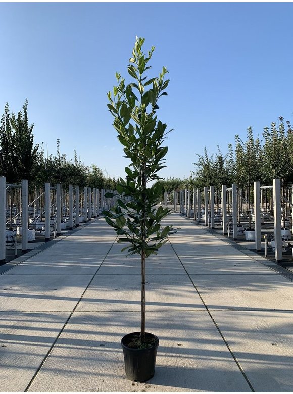 Kirschlorbeer Baum 'Novita' | Prunus laurocerasus 'Novita' Kirschlorbeer Baum 'Novita' | Prunus laurocerasus 'Novita'