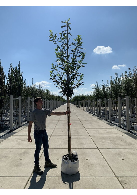 Kaukasischer Kirschlorbeer | Prunus laurocerasus 'Caucasica'