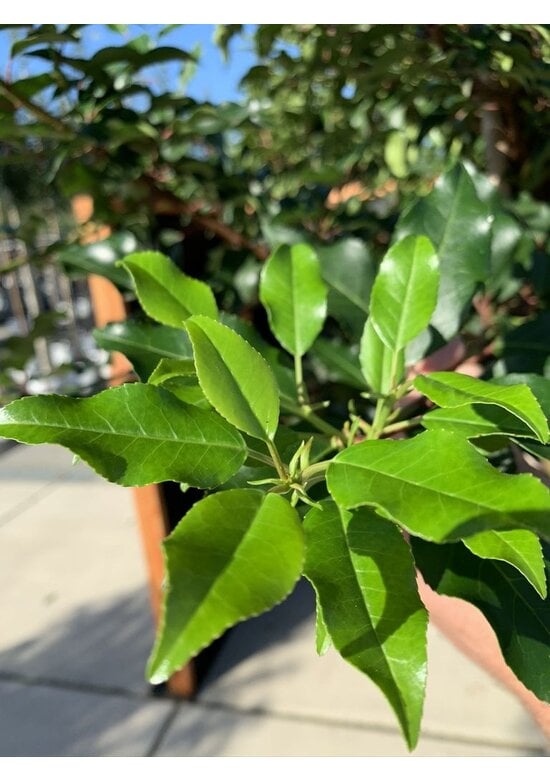 Portugiesische Lorbeerkirsche Baum 'Brenelia' | Prunus lusitanica 'Brenelia'