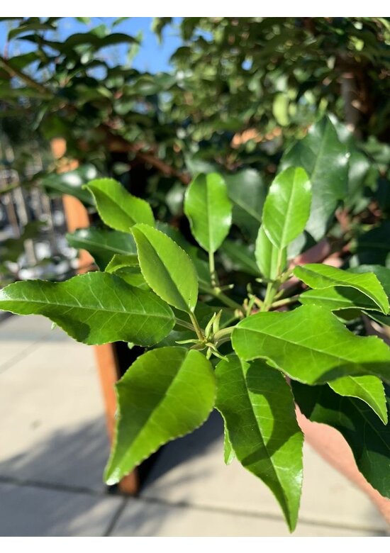 Portugiesische Lorbeerkirsche Baum 'Brenelia' | Prunus lusitanica 'Brenelia'