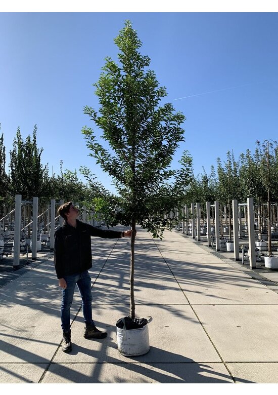 Portugiesische Lorbeerkirsche Baum 'Brenelia' | Prunus lusitanica 'Brenelia'