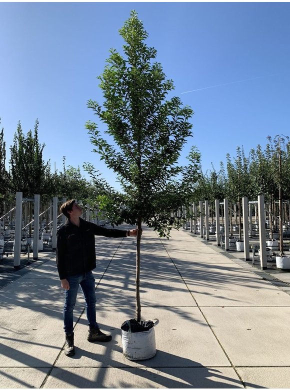 Portugiesische Lorbeerkirsche Baum 'Brenelia' | Prunus lusitanica 'Brenelia' Portugiesische Lorbeerkirsche Baum 'Brenelia' | Prunus lusitanica 'Brenelia'