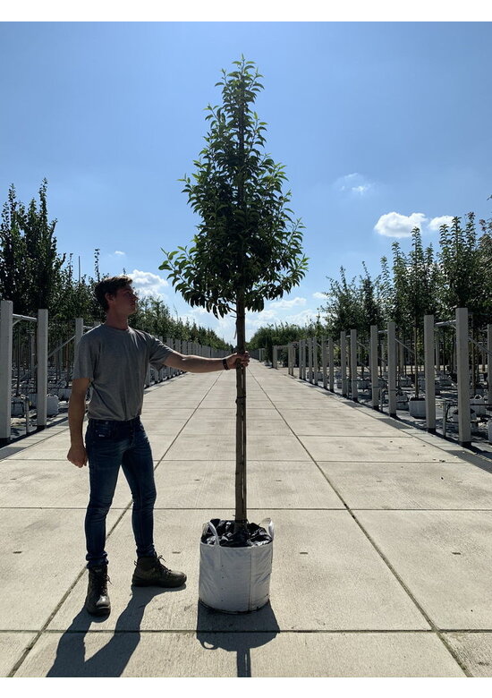 Portugiesische Lorbeerbaum | Prunus lusitanica 'Angustifolia'