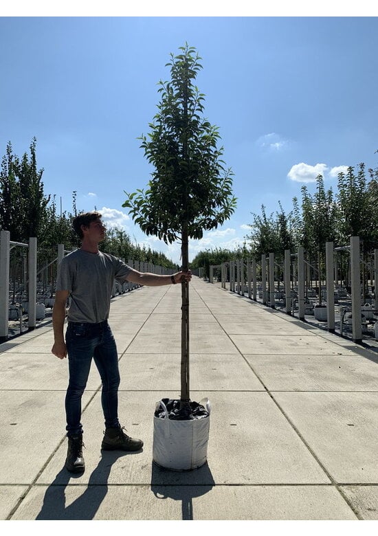 Portugiesische Lorbeerbaum | Prunus lusitanica 'Angustifolia'