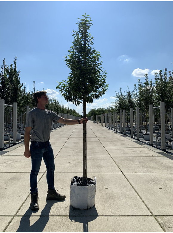 Portugiesische Lorbeerbaum | Prunus lusitanica 'Angustifolia' Portugiesische Lorbeerbaum | Prunus lusitanica 'Angustifolia'