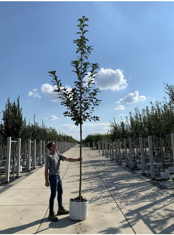 Trauben-Kirsche - Gemeine Traubenkirsche | Prunus padus Trauben-Kirsche - Gemeine Traubenkirsche | Prunus padus