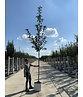 Traubenkirsche | Prunus padus Traubenkirsche | Prunus padus