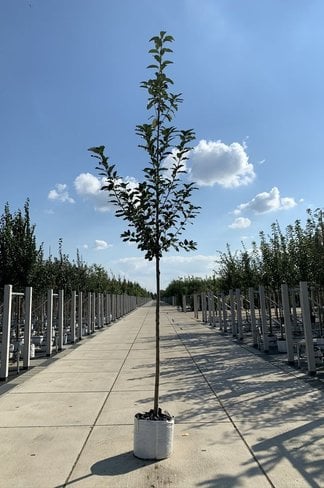 Traubenkirsche | Prunus padus Traubenkirsche | Prunus padus