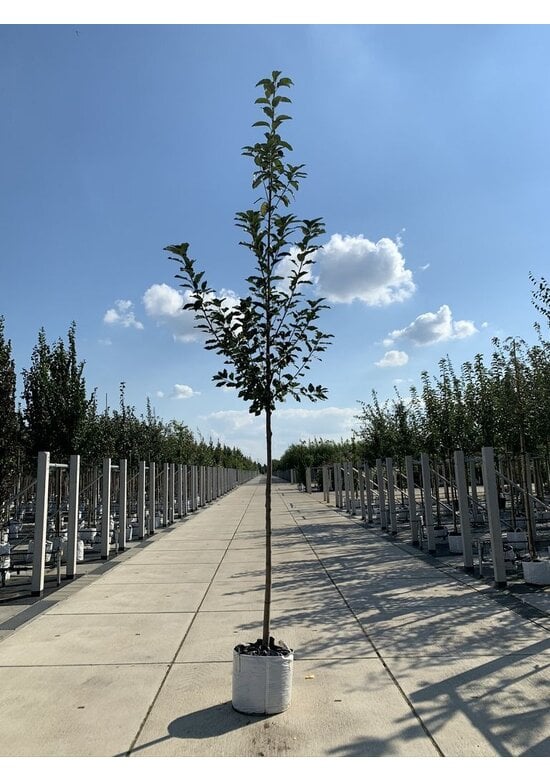 Traubenkirsche | Prunus padus