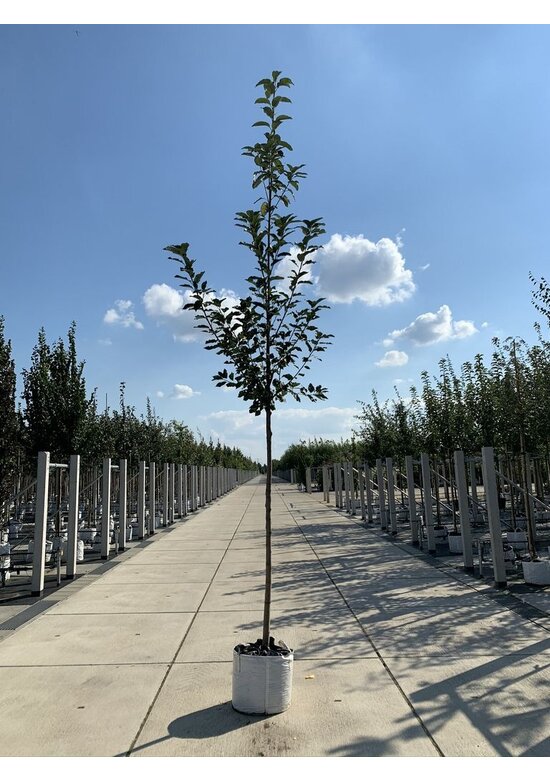 Traubenkirsche | Prunus padus