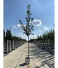 Traubenkirsche | Prunus padus Traubenkirsche | Prunus padus