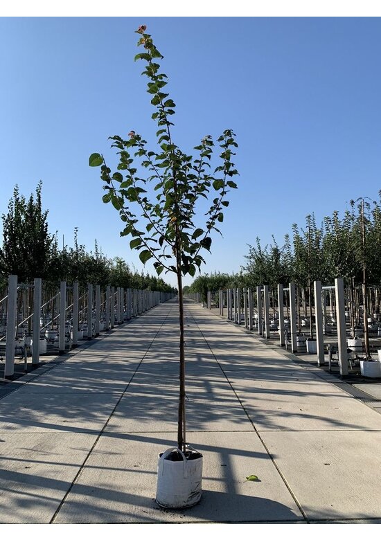 Berg-Kirsche Rancho | Prunus sargentii 'Rancho'