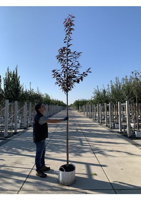 Japanische Nelkenkirsche 'Royal Burgundy' | Prunus serrulata 'Royal Burgundy'