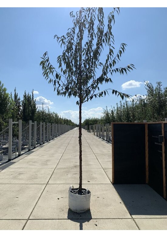 Mahagoni-Kirsche | Prunus serrula