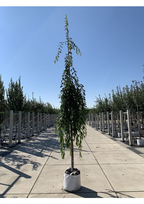 Hängende Frühlingskirsche 'Pendula' | Prunus subhirtella 'Pendula'