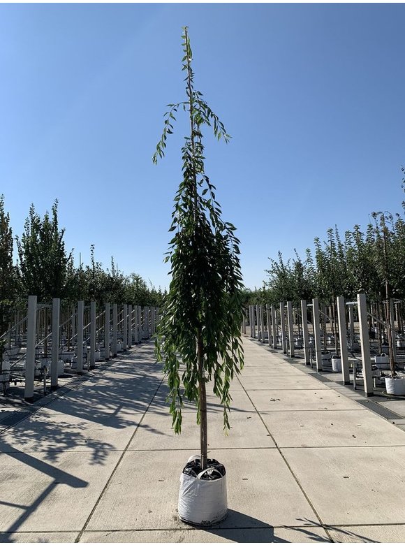 Hängende Frühlingskirsche 'Pendula' | Prunus subhirtella 'Pendula' Hängende Frühlingskirsche 'Pendula' | Prunus subhirtella 'Pendula'