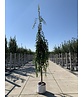 Hängende Frühlingskirsche 'Pendula' | Prunus subhirtella 'Pendula'