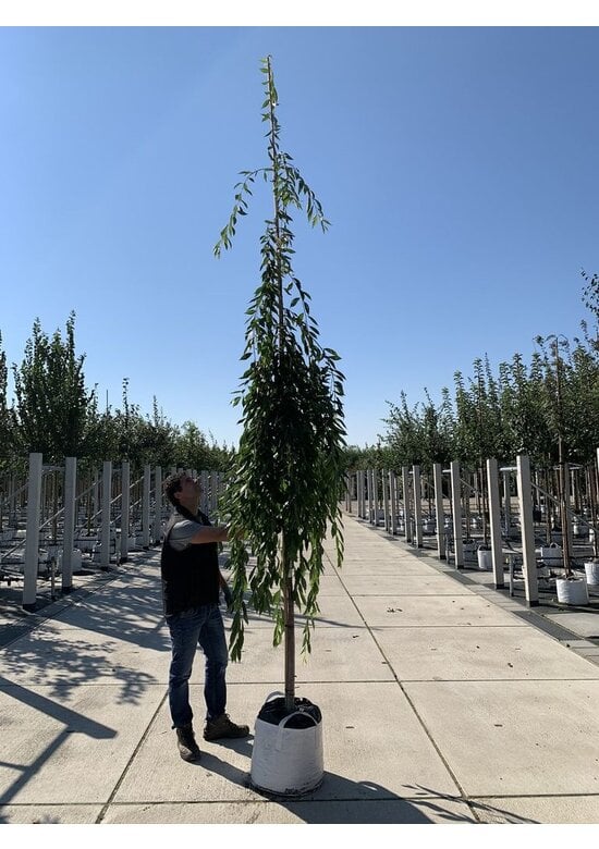 Hängende Frühlingskirsche 'Pendula' | Prunus subhirtella 'Pendula'