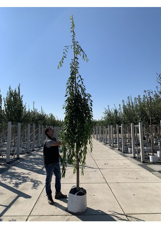 Hängende Frühlingskirsche 'Pendula' | Prunus subhirtella 'Pendula'