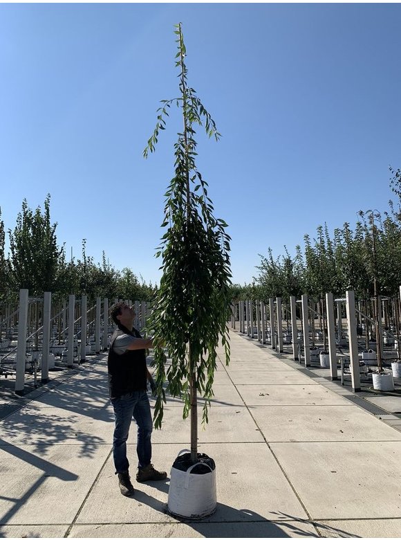 Hängende Frühlingskirsche 'Pendula' | Prunus subhirtella 'Pendula' Hängende Frühlingskirsche 'Pendula' | Prunus subhirtella 'Pendula'
