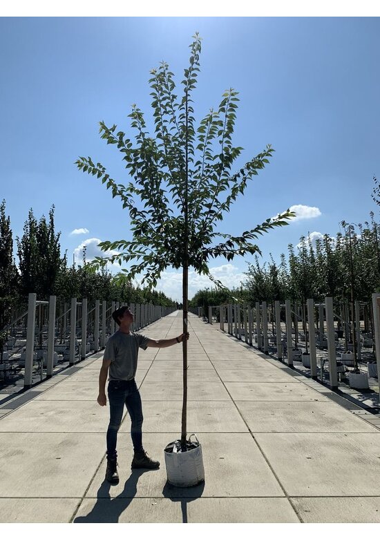 Winterkirsche - Schneekirsche 'Autumnalis' | Prunus subhirtella 'Autumnalis'