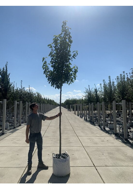 Stadtbirne 'Chanticleer' | Pyrus calleryana 'Chanticleer'