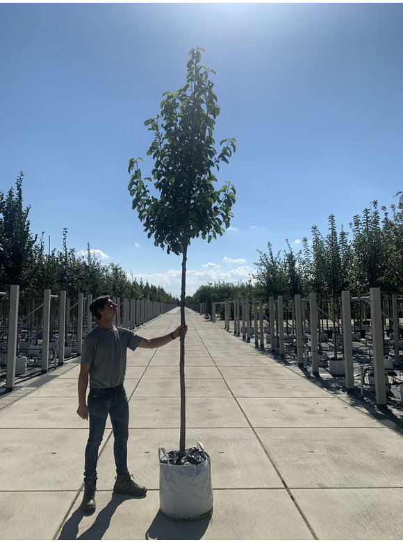 Stadtbirne 'Chanticleer' | Pyrus calleryana 'Chanticleer' Stadtbirne 'Chanticleer' | Pyrus calleryana 'Chanticleer'