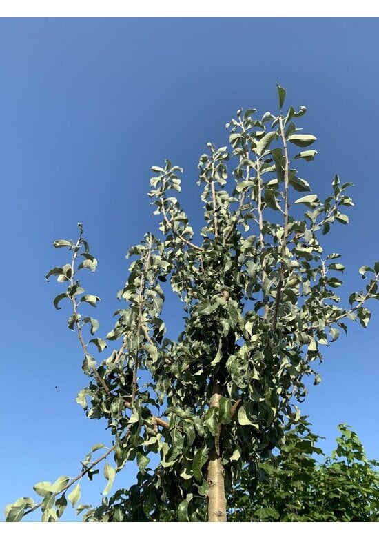 Schneebirne | Pyrus nivalis