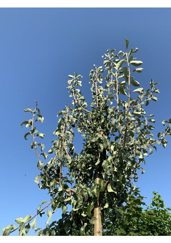 Schneebirne | Pyrus nivalis Schneebirne | Pyrus nivalis