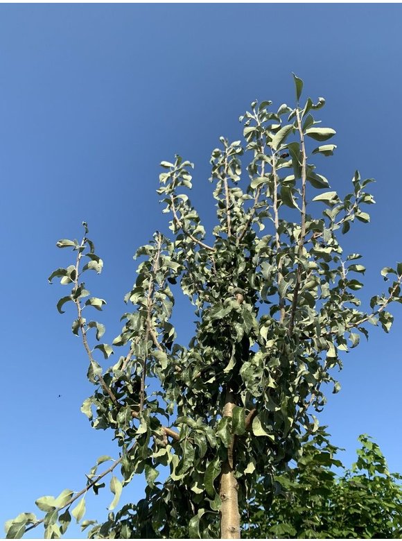 Schneebirne | Pyrus nivalis Schneebirne | Pyrus nivalis