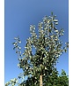 Schneebirne | Pyrus nivalis Schneebirne | Pyrus nivalis