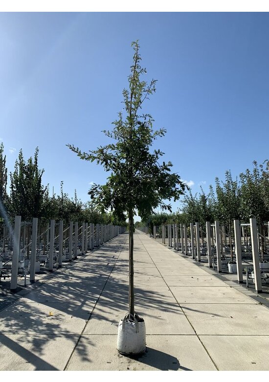 Zerr-Eiche | Quercus cerris Zerr-Eiche | Quercus cerris