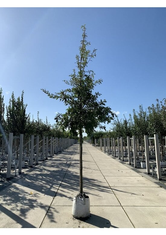 Zerr-Eiche | Quercus cerris