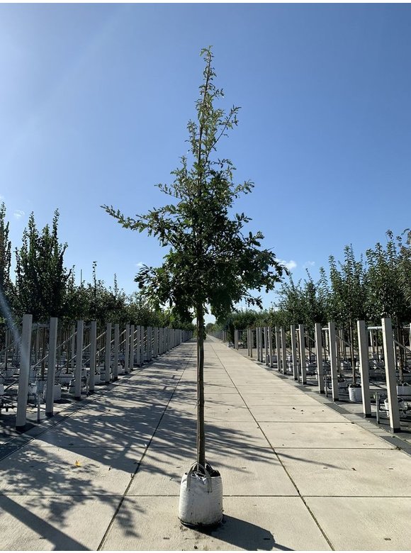 Zerr-Eiche - Moos-Eiche | Quercus cerris Zerr-Eiche - Moos-Eiche | Quercus cerris