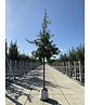 Zerr-Eiche | Quercus cerris Zerr-Eiche | Quercus cerris