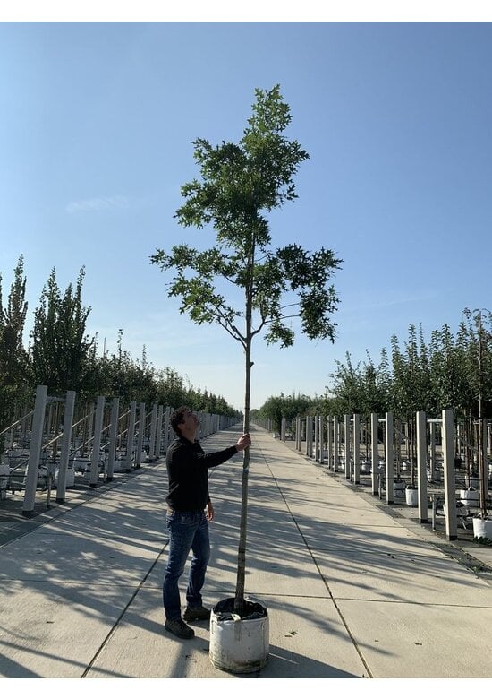 Scharlach-Eiche | Quercus coccinea