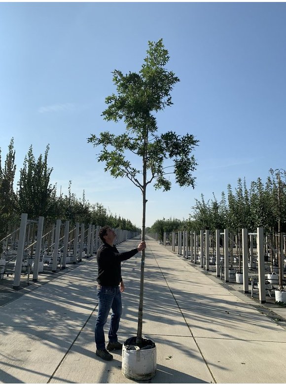 Scharlach-Eiche | Quercus coccinea Scharlach-Eiche | Quercus coccinea