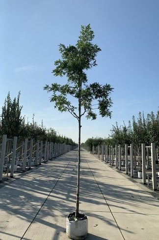 Scharlach-Eiche | Quercus coccinea