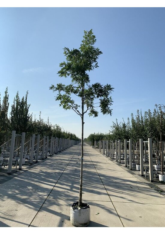 Scharlach-Eiche | Quercus coccinea