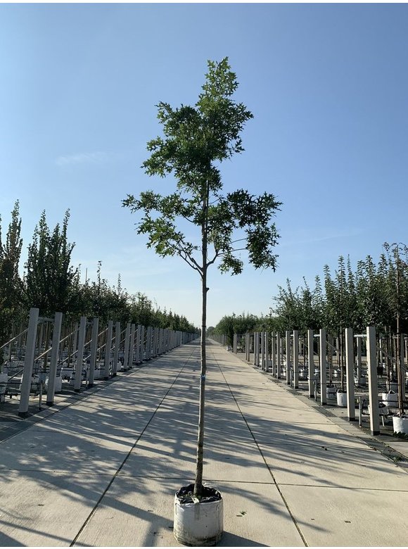 Scharlach-Eiche | Quercus coccinea Scharlach-Eiche | Quercus coccinea